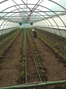 Activități practice în sera școlii, renovată cu suportul USAID/APM !!!