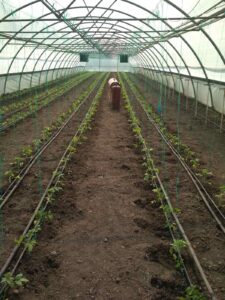 Directoarea ȘP Nisporeni: Tinerii din țara noastră trebuie să înțeleagă că viitorul aparține agriculturii performante